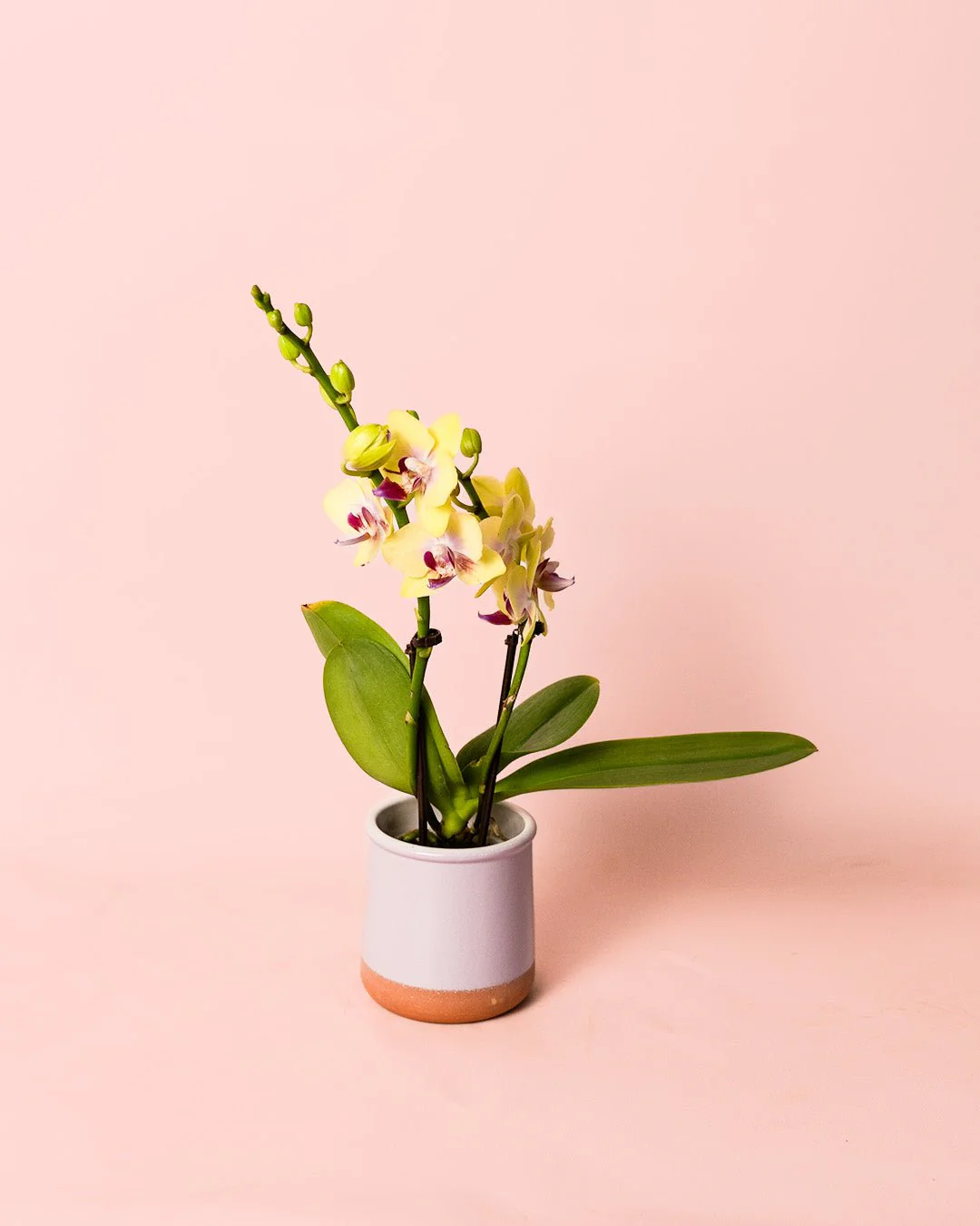 Orquídea Amarilla Mini