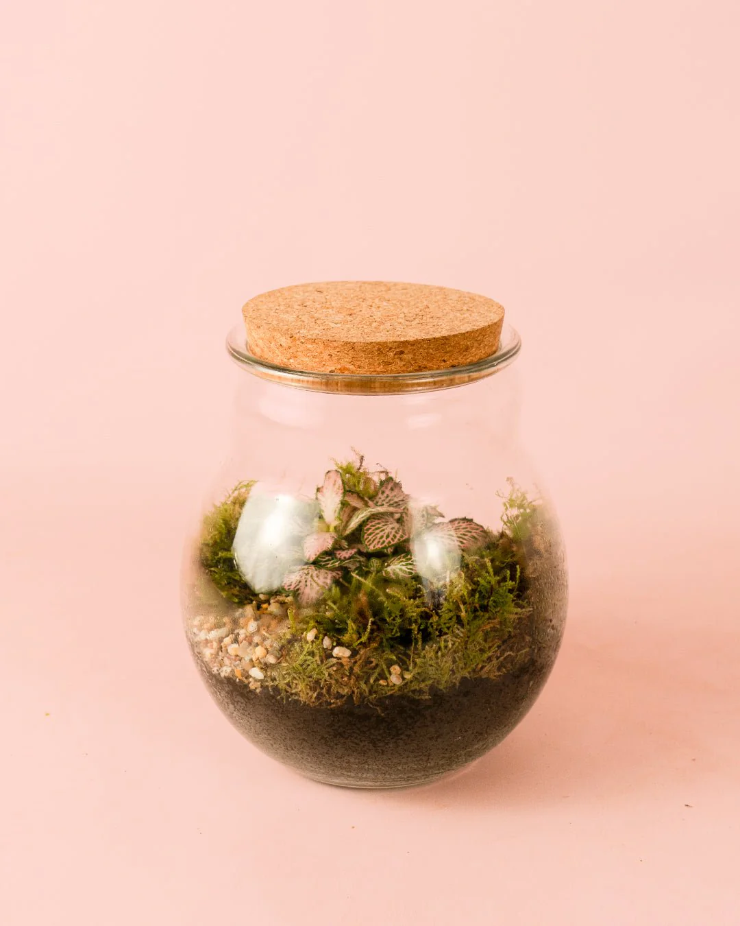 Terrario Evergreen – Fittonia L